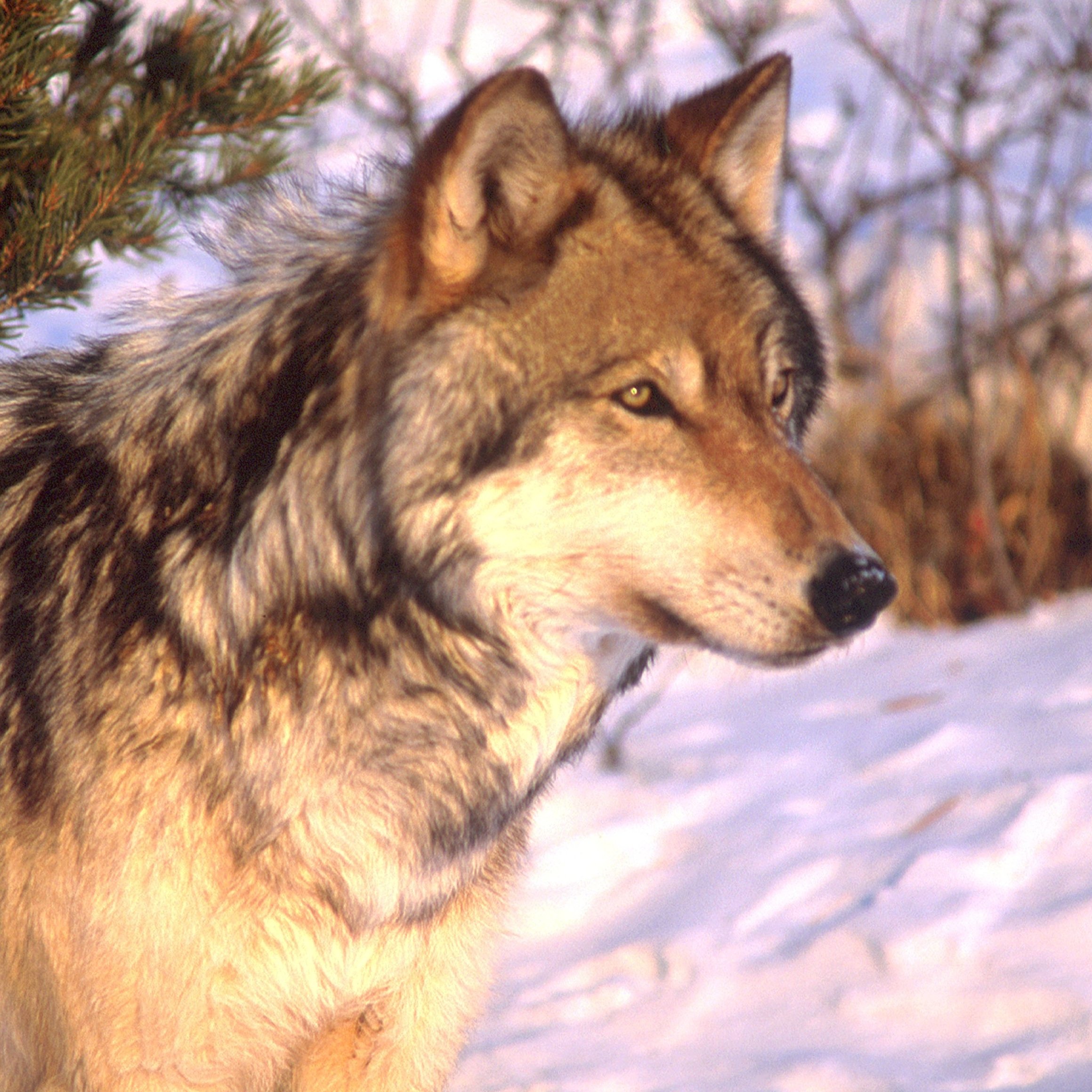 Past Resident Wolves — Mission:Wolf